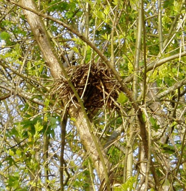 A Bird's Nest